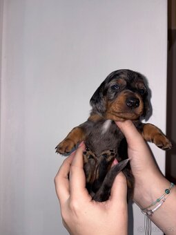 Štěňátka trpasličího jezevčíka bez pp k rezervaci✨ - 9