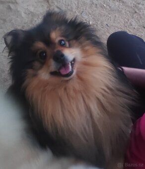 Štěňátko špic pomeranian - 9
