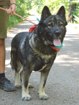 🐾 SIMBAD – energický hrdina s velkým srdcem - 9