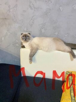 Britští koťátka - 9