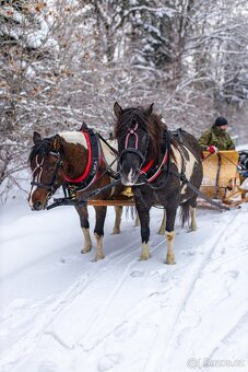 Huculská klisna, hucul, homozygotní Tobiano, pony, malý kůň - 9