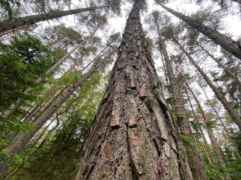 Lesní pozemek a ostatní plocha Lštění nad Zubřinou - 9