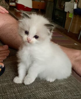 ❤️❤️Nádherná kočička Ragdoll s PP - 9