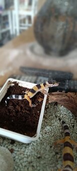Gekončík noční (Eublepharis macularius) - 9