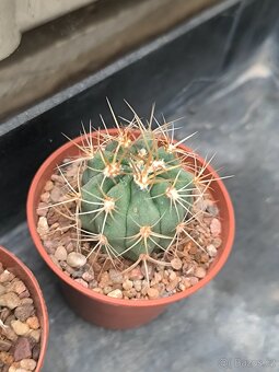 Sukulenty a kaktusy - 9