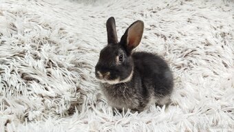 Zakrslý králík, králíček- (REX) DAISY - 9