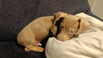 Jezevčík trpasličí pejsek bez PP - 9