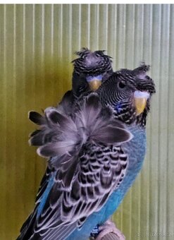 Andulka Blackface Hagoromo (helikoptéra) - 9