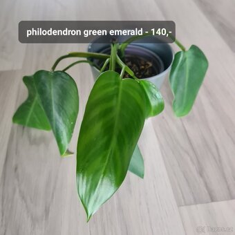 Pokojovky / pokojove rostliny - 9