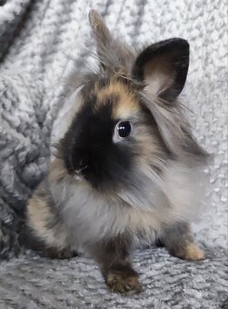 Zakrslý králík - 9
