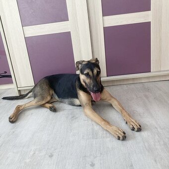 MYSTERY K ADOPCI - nejvěrnější parťačka - 9