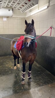 Top WpB pony klisna do sportu i k dětem - 9