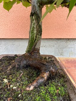 Bonsai, Bonsaj, jamadori, lípa srdčitá - 9