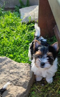Biewer Yorkshire(jork)terier-fenky s PP - 9