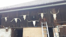 western, country,koně, dekorace - 9