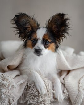 Papillon s rodokmeňom - 9