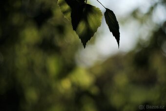 Fujinon 55mm f/1.8 - (M42) - 9