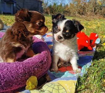 Čivava dlouhosrsta - 9