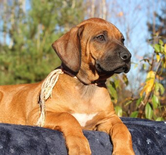 Rhodéský ridgeback - 9