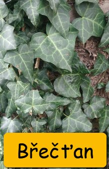 Břečťan (Hedera) - různé druhy - 9