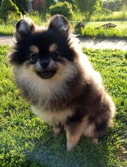 Štěňata Pomeranian s PP POSLEDNÍ 2 MAZLÍCI - 9