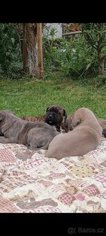 Cane Corso štěňata - 9