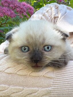 Scottish Fold - 9