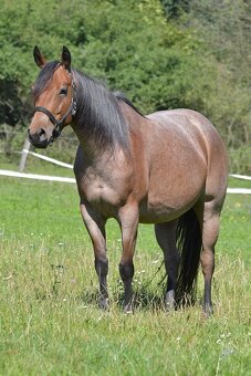 Klisnička QH s TOP cutting původem a skvělou povahou - 9