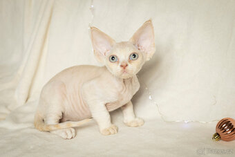 Devon Rex kittens - FIFe pedigree - 9