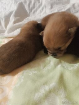 Pomeranian - 9