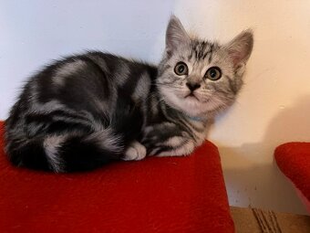 Koťátka britská Whiskas černostříbřitý mramor - 9