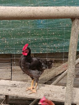 Prodám kohout 5 měsíců - 9