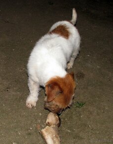 3letý pejsek Jack Russell teriéra s PP - 9