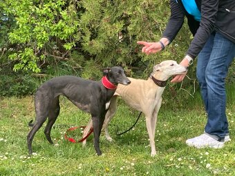 Whippet (vipet) štěňata k zadání - 9