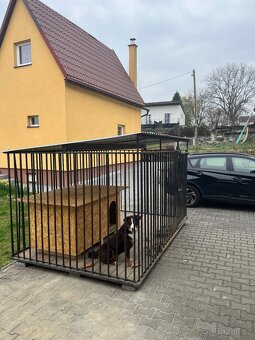 Appenzelský salašnický pes s PP - 9