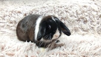 Zakrslý beránek, králíček, králík - 9