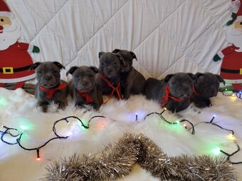 Stafordšírský bulteriér - 9