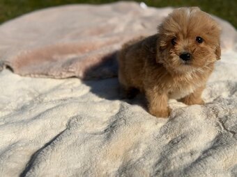 Maltipoo - 9