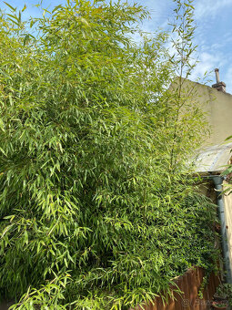 bambusy - podzimní výsadba - 9