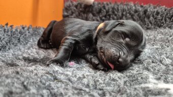 Flat coated retriever - štěňátka s PP - 9