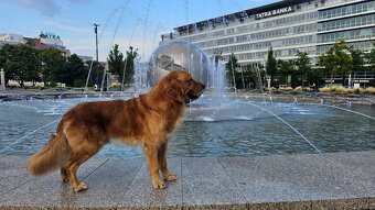 Krytí - Zlatý retrívr - 9