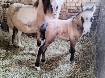 Plemenný hřebec wmp - 9