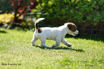 Jack Russell teriér s průkazem původu -PEJSEK - 9