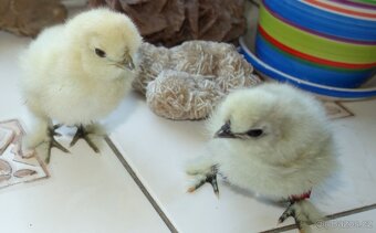 Hedvábnička velká vousatá - EU - 9