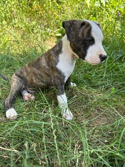 Americký pitbulteriér (apbt) s pp - 9