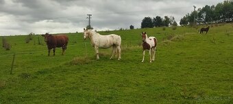 Prodám kobylku hříbě - 9