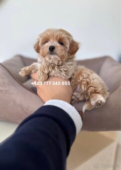 Maltipoo F1 caramel 3 měsíce 1500€‼️ Mimi - 9