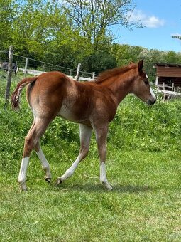Paint horse žrebec - 9