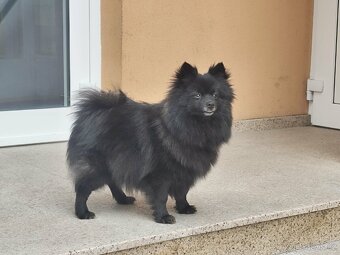 Špic pomeranian - 9