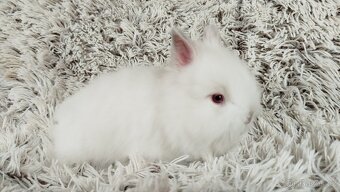 Zakrslý beránek, králíček, králík - HERBERT A HEIDY - 9